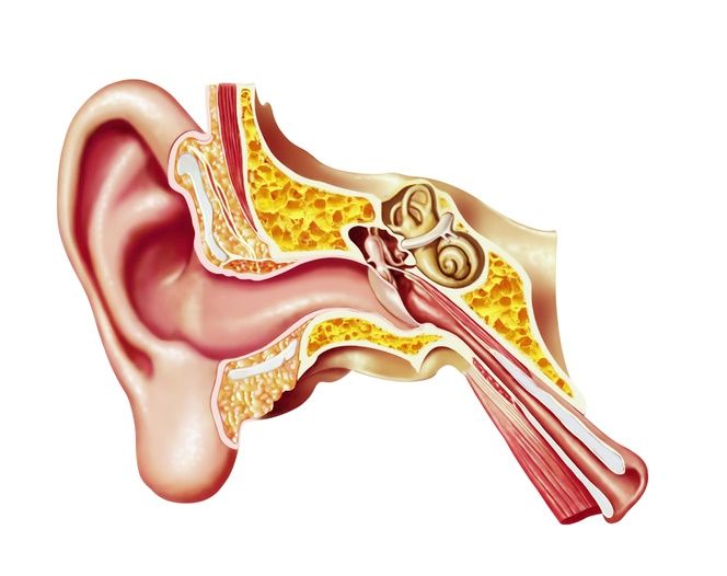 Image showing the inside of the ear